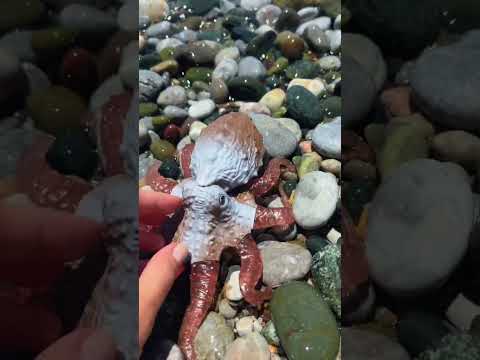 O polvo na praia relaxando #asmr #satisfying