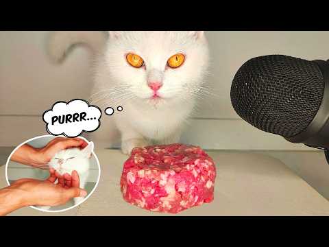 ASMR Cat Purring & Eating Raw Meat | Raw Food Mukbang