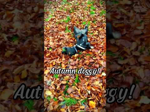 Cute doggy in the autumn leaves #cutedog #cutepets #autumnleaves #autumn #autumnvibes #autumnwalks