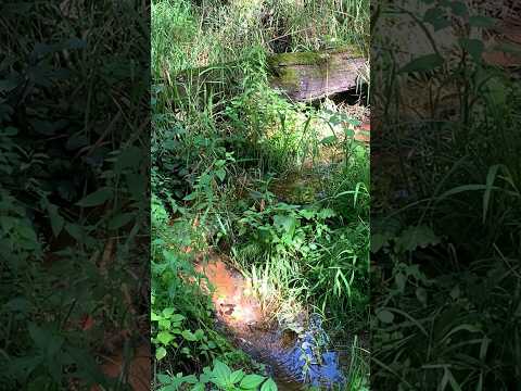 Water Flowing ASMR #asmr #nature