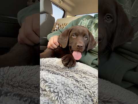 Crazy what a year can change🥹 #dogsofyoutube #chocolatelab #puppy