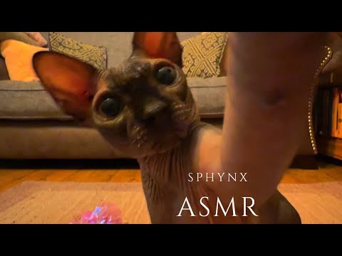 Conundrums of a hairless feline