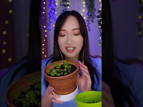 ASMR Update du basilic 🪴🌱🌿🪏 #asmr