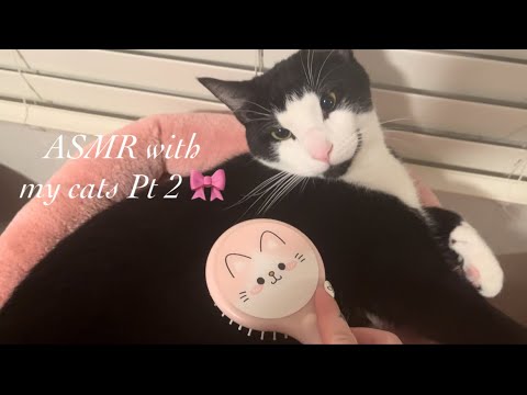 ASMR With My Cats Pt 2 💕🐱