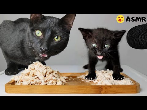 Kitten & Cat eating chicken ASMR