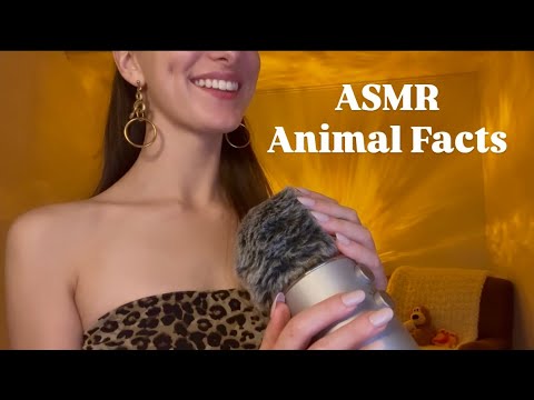 ASMR Animal Facts