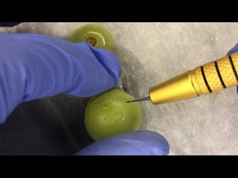 ASMR EXAMINER DISSECTS GREEN GRAPES