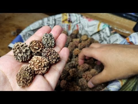 ASMR Dried Stones (Clicky-Drumming Ambiance) Rudraksha Rustling