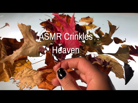 ASMR Intense *Tingles* With Crunch Leaves