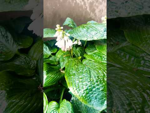 Nature’s music 🎶 #asmr #rainsounds #nature #sleepmusic #relax #calming