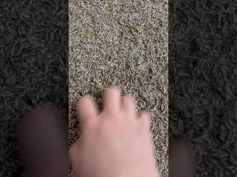 ASMR Scratching Carpet | (No Talking) #ASMR #Shorts