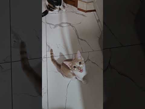 They love going outside to play and film for everyone