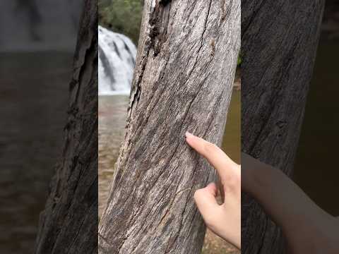 ASMR Adivinhe a palavra 🍃 #asmr #natureza #relax #natureasmr #tingles