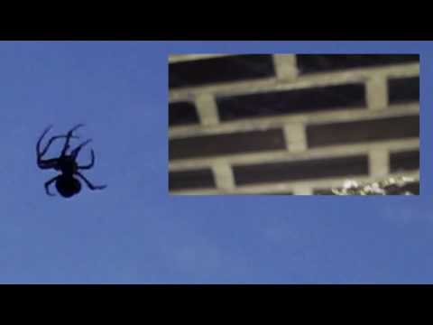 クモ! 2 Spiders, 1 Gaijin (in Japan for EricSurf6! I got some!)