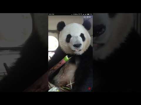 ASMR Sound Panda Eating Bamboo - Sorry for Posting Out of Topic