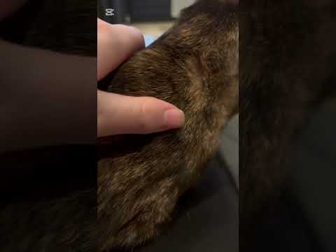 ASMR cat purrs #asmr #cat
