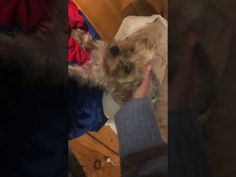 🐾 Cute Yorkie Puppy Eating Watermelon 🍉 | Relaxing ASMR Pet Sounds #asmr #puppy #mukbang #yorkie