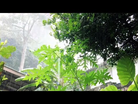 ASMR Paradise nature.  Tropical rain in Thailand!