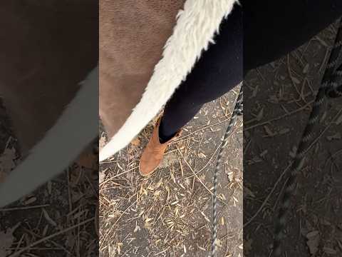 Entspanntes ASMR mit Vogelgezwitscher auf dem Waldweg Richtung Sonne ☀️