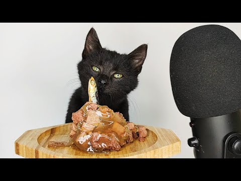 Kitten Eating Dried Fish & Wet Cat food ASMR