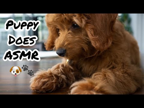 Puppy Does ASMR 🐶🐾  Eating Sounds Zzz