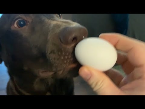 The Dog Egg Challenge With Gus