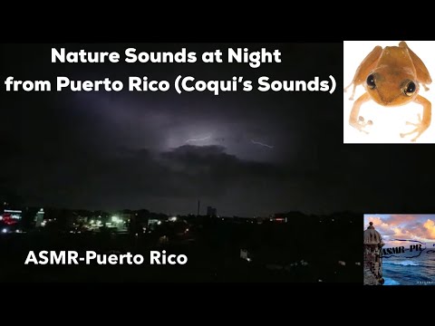 Puerto Rico Night Ambience | Coquí Sounds in Nature | Peaceful Relaxation