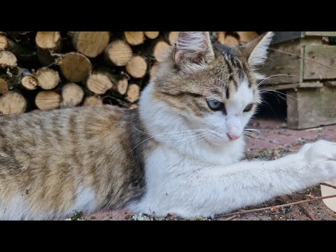 ASMR COM UMA GATA🐈✨️