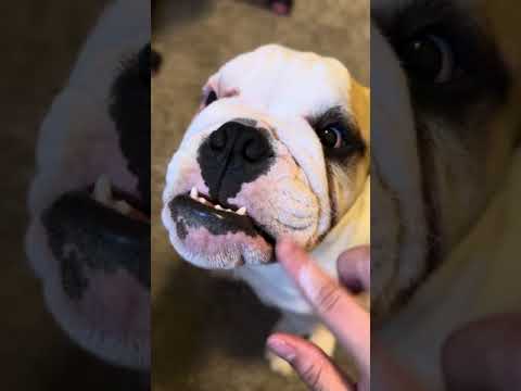 ASMR| Quickly giving my English Bulldog a skincare 🐶🤎😍💤