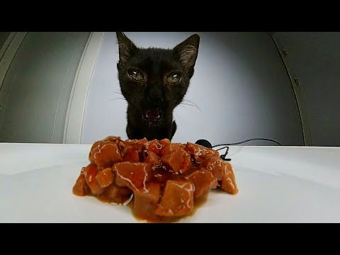 Cat Eating Delicious Food ASMR