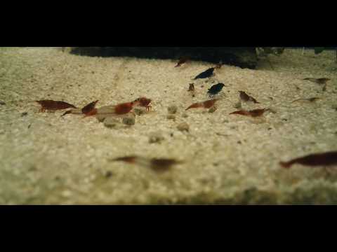 Shrimp and Fish Cam
