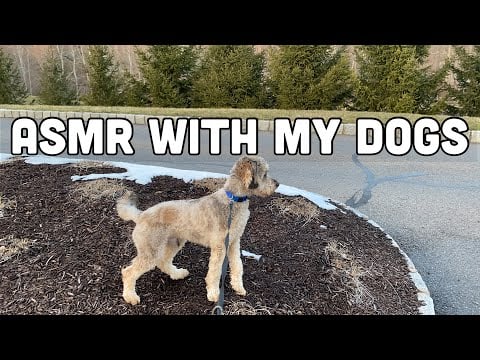 Ambers ASMR: *Attempting* to do ASMR while I walk my dogs.. lol (soft taking, snow sounds, and more)