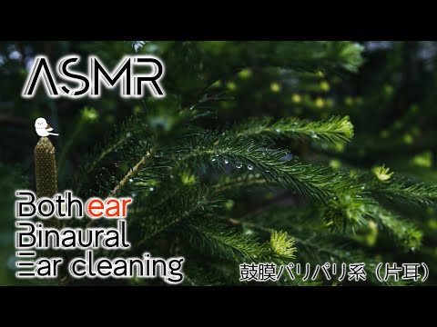 【ASMR/Ear Cleaning/Binaural】刺激強めのパリパリ耳かき【片耳版/耳かき/イヤホン必須】