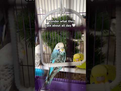I wish I could hug them 🥹 #birds #lovebirds