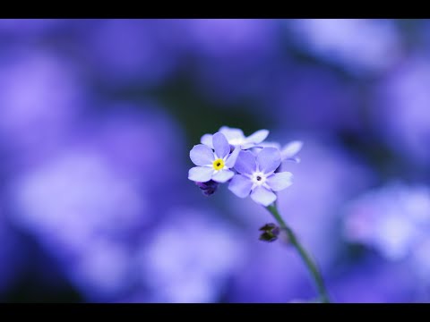 Livestream ASMR