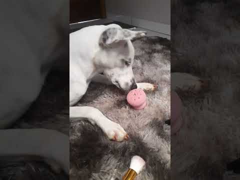 Luna comendo o polvinho