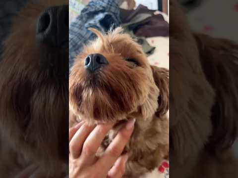 ASMR on doggie