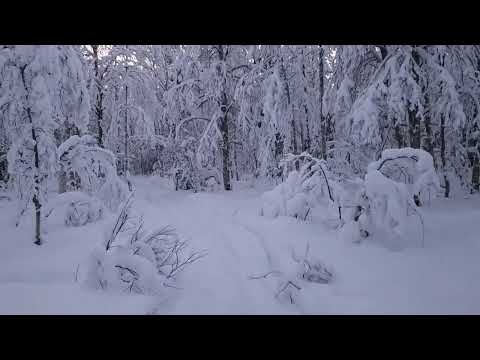 ASMR in Nature – Walking in a Finnish Winter Forest and whispering with an accent