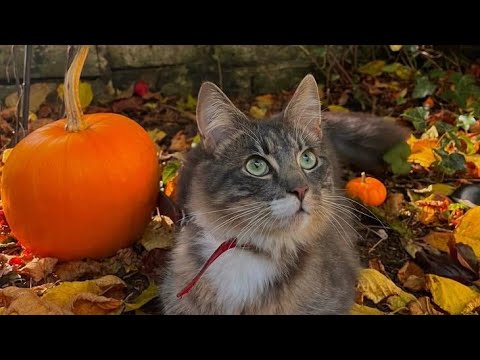 Crisp Leaves & Cozy Whispers | Fall-Themed Sleep ASMR 🍁