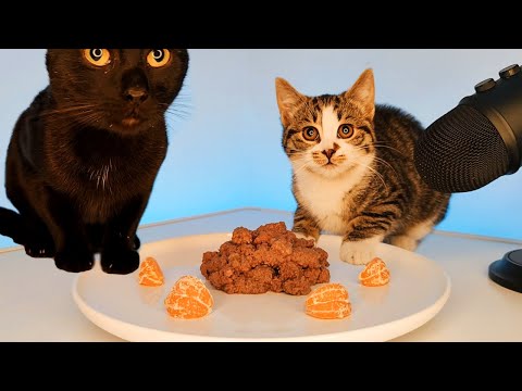 Purrfect ASMR: Cats Eating Cat Food