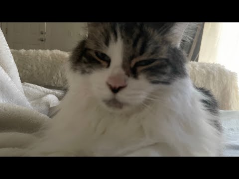 ASMR cat purring no talking 🐈‍⬛🩷