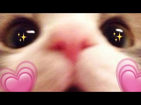 Live ASMR para dormir - Sem voz 