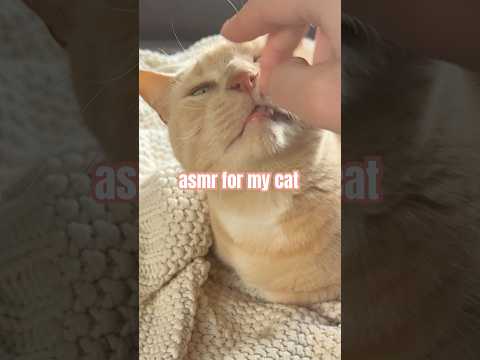 who got more tingles?? you or him? #asmr #cats #lofi