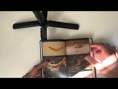 ASMR: Reading about bugs