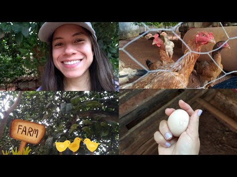 ASMR ROLEPLAY FAZENDINHA *Galinheiro Relaxante - Não Intencional 🐤🐔🥚