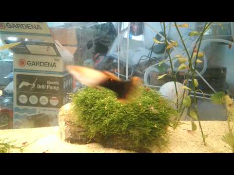 Shrimp and Fish Cam