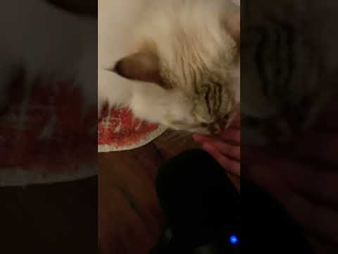 Eating my fingers..she ate all her treats #asmr #catlover #eatingsounds #cats #kitty #mouthsounds