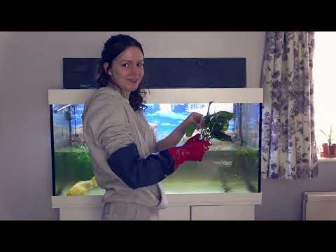 Fish ASMR - Aquarium makeover, soft spoken voice over