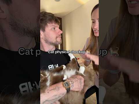 Ragdoll Cat Physical Checkup #asmr