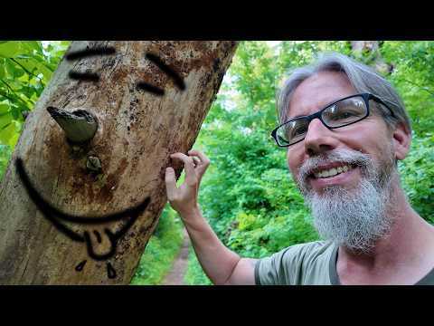ASMR in the Woods Near Sunset
